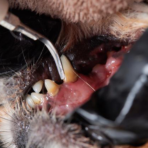 dental-care