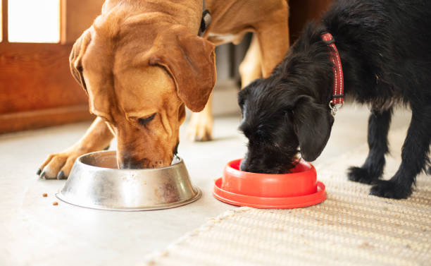 Two cute dogs eating dinner from their food bowls on the floor of their home diet-and-nutrition-service