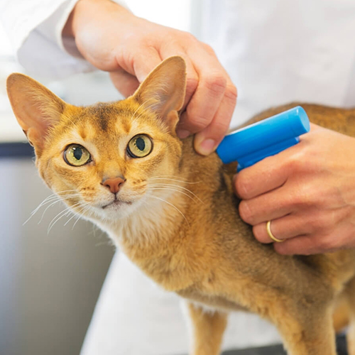 microchipping