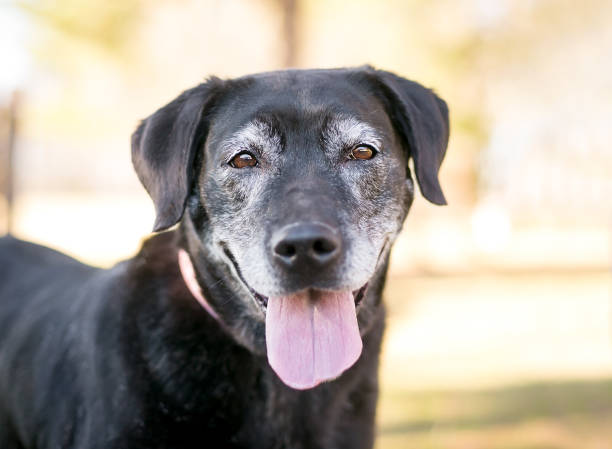A senior Labrador Retriever mixed breed dog with gray fur on its face senior-pet-care-service